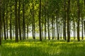 Poplar trees and white pollen in a forest in spring Royalty Free Stock Photo