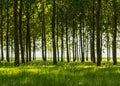 Poplar trees and white pollen in a forest in spring Royalty Free Stock Photo