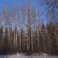 Poplar Trees In Winter Royalty Free Stock Photo