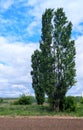 Poplar under a bright, cloudy spring sky Royalty Free Stock Photo