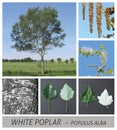 Poplar, White Poplar, Silver Poplar, Silverleaf Poplar, Abele, populus, alba