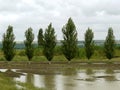 Poplar windbreak Royalty Free Stock Photo