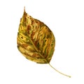 Poplar yellow autumn leaf watercolor image. Hand drawn birch tree foliage element realistic illustration. Seasonal leaf element. Royalty Free Stock Photo