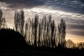 Poplars against the sky