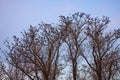 Poplars with branches full of crows