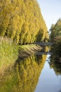 Poplars and bridge reflecting