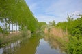 Poplars, flowering hawthorn bush and reed along moervaart canal in the Flemish countryside Royalty Free Stock Photo