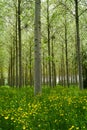 Poplars forest