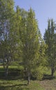 Poplars growing in an urban park