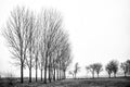 Poplars without leaves in black and white in Carrizosa