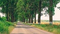 Poplars on road