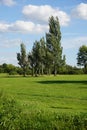 Poplars rock in the wind Royalty Free Stock Photo