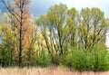 Poplars in the spring. Royalty Free Stock Photo