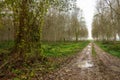 Poplars trees panorama landscape cultivation