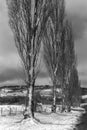 Poplars in Winter Scene