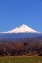 Forest with the Popocatepetl volcano VIII