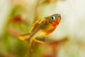 Popondichthys furcatus, Forktail blue eye, yellow forktail Pseudomugil furcatus subfamily Pseudomugilinae in aquarium fish.