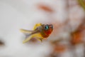 Popondichthys furcatus, Forktail blue eye, yellow forktail Pseudomugil furcatus subfamily Pseudomugilinae in aquarium fish.