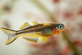 Popondichthys furcatus, Forktail blue eye, yellow forktail Pseudomugil furcatus subfamily Pseudomugilinae in aquarium freshwater f