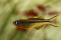 Popondichthys furcatus, Forktail blue eye, yellow forktail Pseudomugil furcatus subfamily Pseudomugilinae in aquarium freshwater f