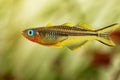 Popondichthys furcatus, Forktail blue eye, yellow forktail Pseudomugil furcatus subfamily Pseudomugilinae in aquarium freshwater f