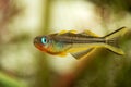 Popondichthys furcatus, Forktail blue eye, yellow forktail Pseudomugil furcatus subfamily Pseudomugilinae in aquarium freshwater f