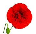 popp. red poppy isolated on white background.red poppy. beautiful single flower head. red ranunculus isolated on white background. Royalty Free Stock Photo