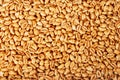 Popped wheat grains Royalty Free Stock Photo