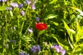 poppee with phacelia in field