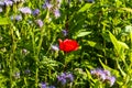 poppee with phacelia in field Royalty Free Stock Photo