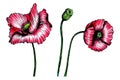 Poppies drawn with pencils isolated on white background Royalty Free Stock Photo