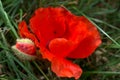 Poppie Royalty Free Stock Photo