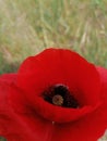 Poppie on the field Royalty Free Stock Photo