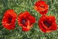 poppie flowers