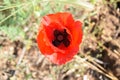 Poppie in the middle of gras field blooming North Macedonia