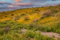 Poppy Superbloom in Arizona