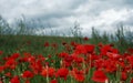 Poppies Royalty Free Stock Photo