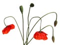 Poppies Royalty Free Stock Photo