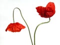 Poppies Royalty Free Stock Photo