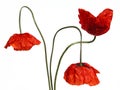 Poppies Royalty Free Stock Photo