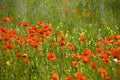 Poppies