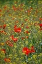 Poppies and Wild Mustard flowers.