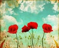 Poppies