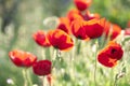 Poppies Royalty Free Stock Photo