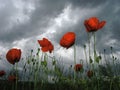 Poppies Royalty Free Stock Photo