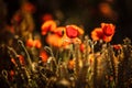 Poppies in a fieldin sunlight