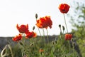 Poppies against the sky close-up Royalty Free Stock Photo