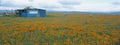 Poppies in Antelope Valley Royalty Free Stock Photo