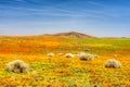 Poppies of Antelope Valley Royalty Free Stock Photo