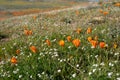 Poppies in Antelope Valley Poppy reserve in Lancaster California, mixed with white wildflowers during the superbloom Royalty Free Stock Photo